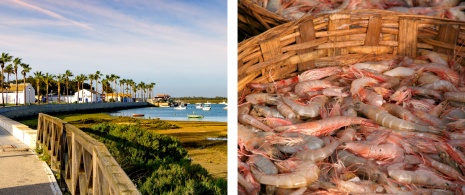 Vista del antiguo Sancti Petri en Chiclana de la Frontera, Cádiz / Langostinos recién pescados