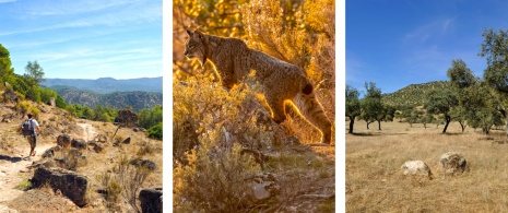 Left: Hiker in the Sierra de Andújar Natural Park, in Jaén / Centre: Iberian lynx detail / Right: view of the Sierra de Andújar Natural Park, in Jaén