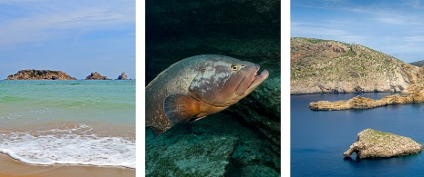 À gauche : Réserve marine des îles Medas, dans la province de Gérone (Catalogne) / Au centre : Un mérou sur l’île El Hierro, dans les Îles Canaries / À droite : Réserve marine de l’île de Cabrera, dans les Îles Baléares