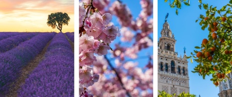 Po lewej: Lawendowe pole w gminie Brihuega w Guadalajarze, Kastylia-La Mancha Zbliżenie na kwiat wiśni / Po prawej: Drzewa pomarańczowe w pobliżu Giralda w Sewilli, Andaluzja