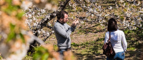 ヘルテ渓谷（エストレマドゥーラ州）の満開の桜の写真を撮るカップル