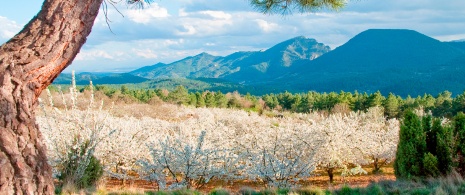 Vista de los cerezos en flor del Valle del Jerte en Cáceres, Extremadura