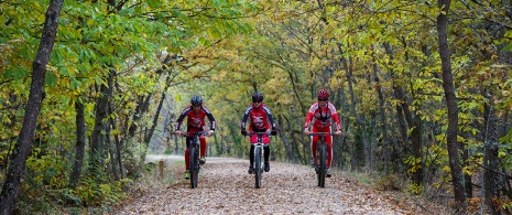 Cyclists on a greenway