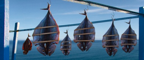 Details of bonito and flying fish drying in the sun in Ceuta