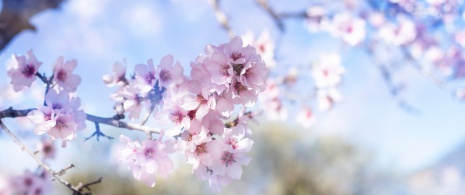 Flores da primavera