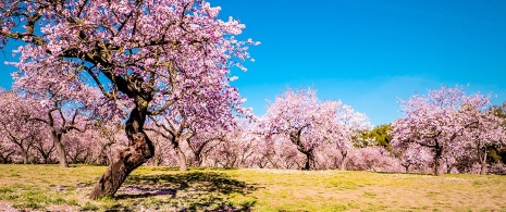  Mandelblüte in La Quinta de los Molinos. Madrid