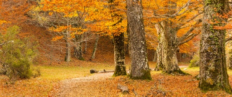 Hêtraie en automne à Montejo de la Sierra