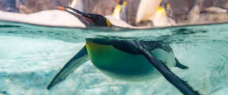 Penguin at Faunia zoo in Madrid, Region of Madrid