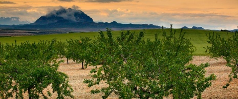 Obstbäume mit dem Berg Almorchón de Cieza im Hintergrund