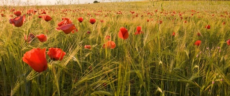 Campo di papaveri a Toledo