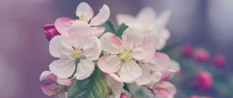 Cherry trees in blossom.