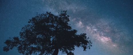 Between oaks and stars. WildlifeSpain ©Jose Alberto Puertas