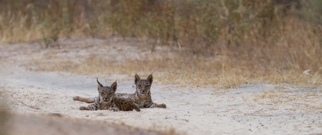 Ryś iberyjski na wolności ©Wildlife Spain