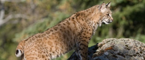 Lince ibérico