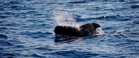 Whale watching ©Wildlife Spain