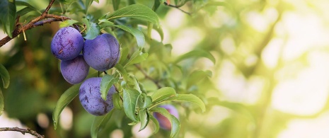 Branch laden with plums