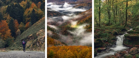 Images de la forêt d’Iraty