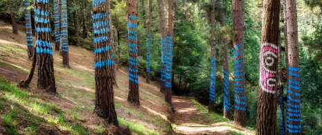 La forêt peinte d