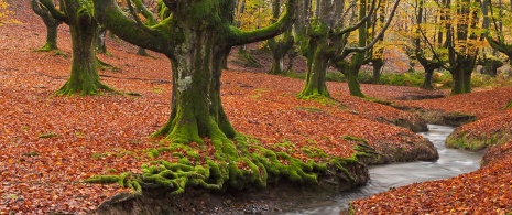 Bosque Otzarreta no Parque Natural da Área do Gorbeia, em Bizkaia e Álava