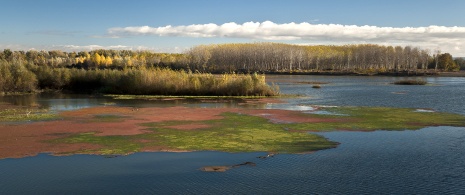 L’Èbre à son passage dans la réserve naturelle de Sotos de Alfaro, La Rioja