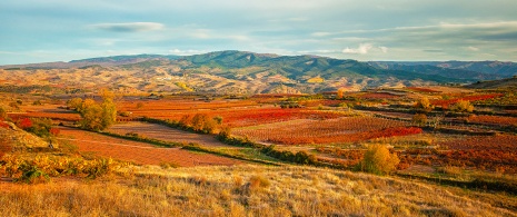 Vineyards in La Rioja