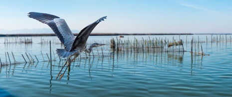 Czapla siwa podrywająca się do lotu w Albufera, Wspólnota Walencka