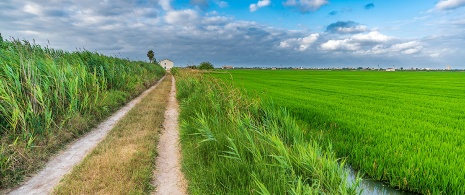 Valencian orchard, Region of Valencia