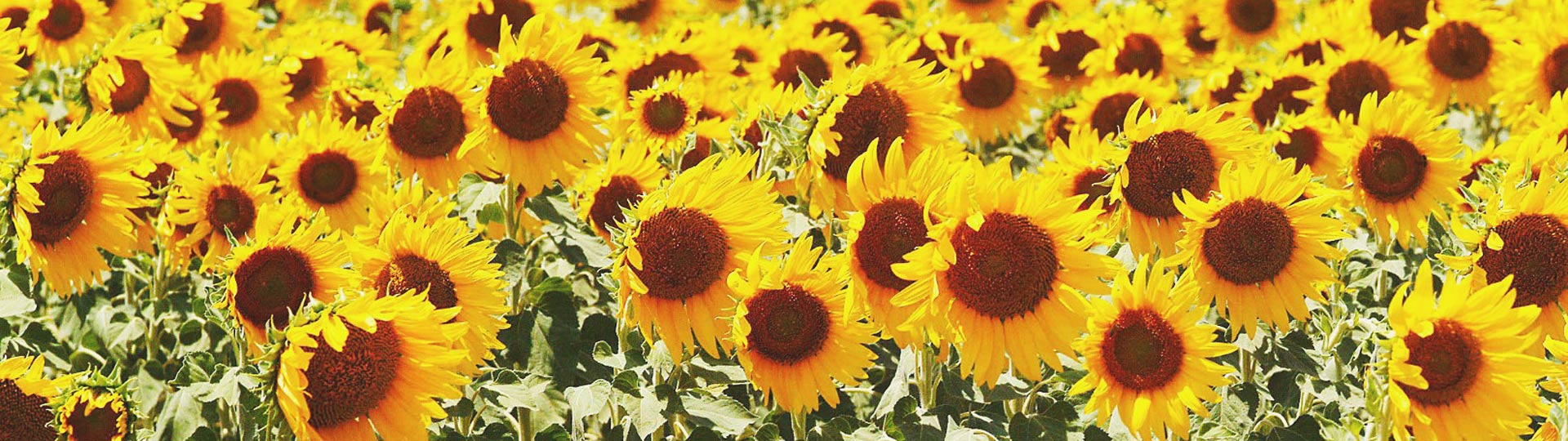 Girasoles en Villamartín, Cádiz