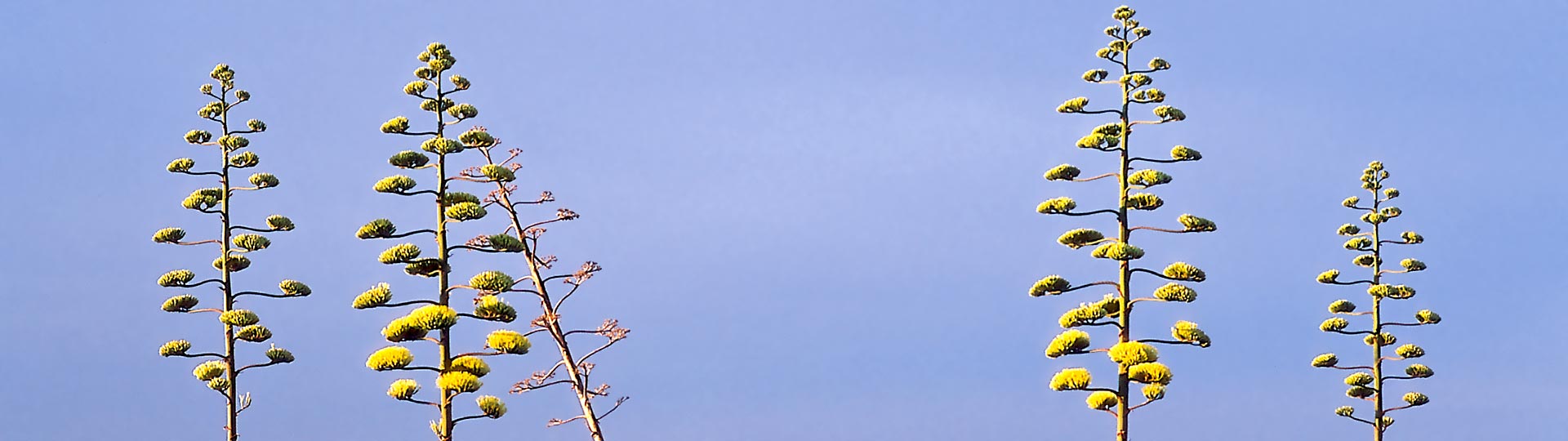 Des arbres à Cabo de Gata, Almería