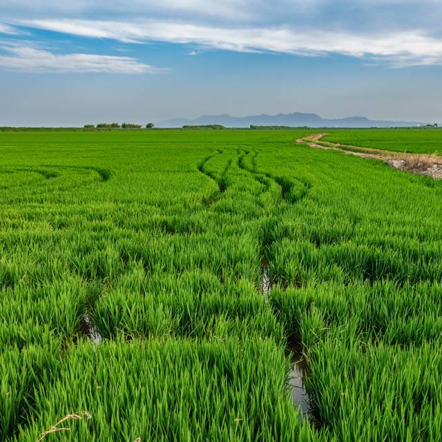 Campos de orchata na horta valenciana