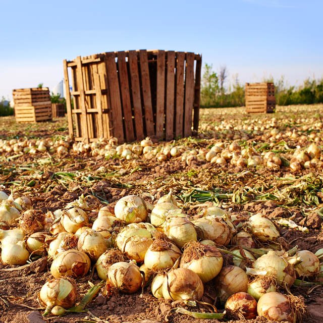 Angebaute Felder in der Huerta de Valencia