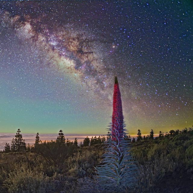 Night sky over Tenerife with bugloss plant in the foreground