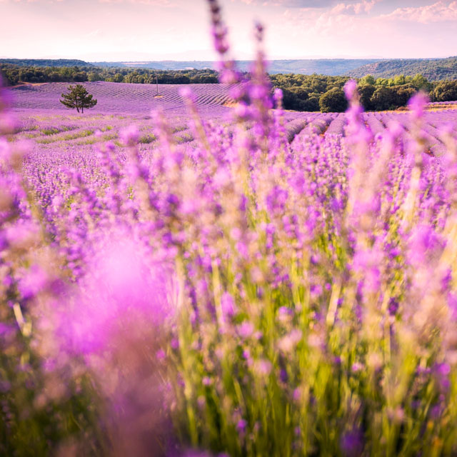 Champ de lavande à Brihuega