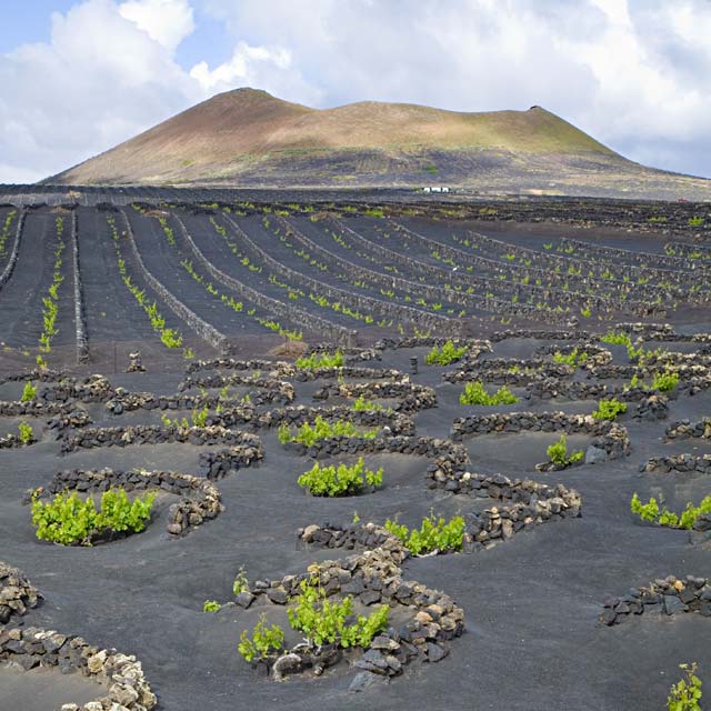 Winnice w kraterach w La Geria, Lanzarote