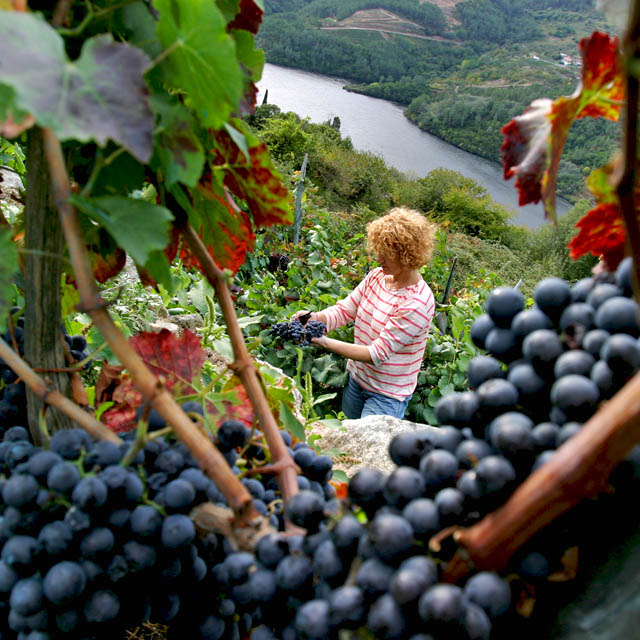 Mujer en la vendimia de la Ribeira Sacra