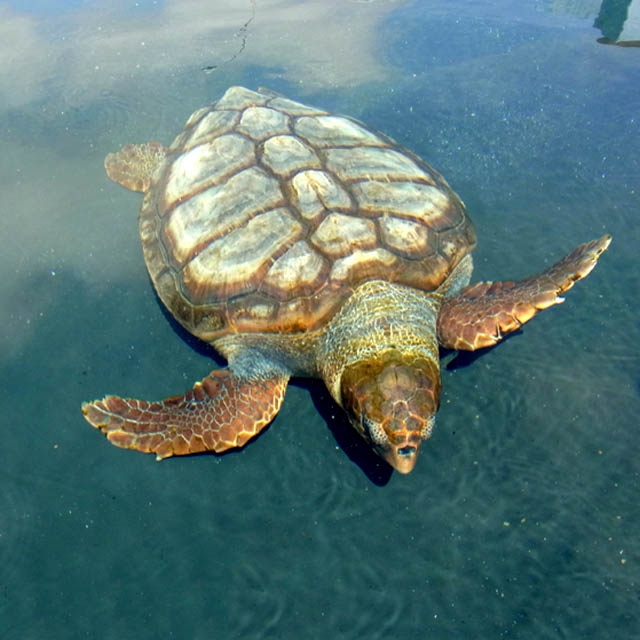 Tortue Caretta caretta dans le port de Morro, Fuerteventura