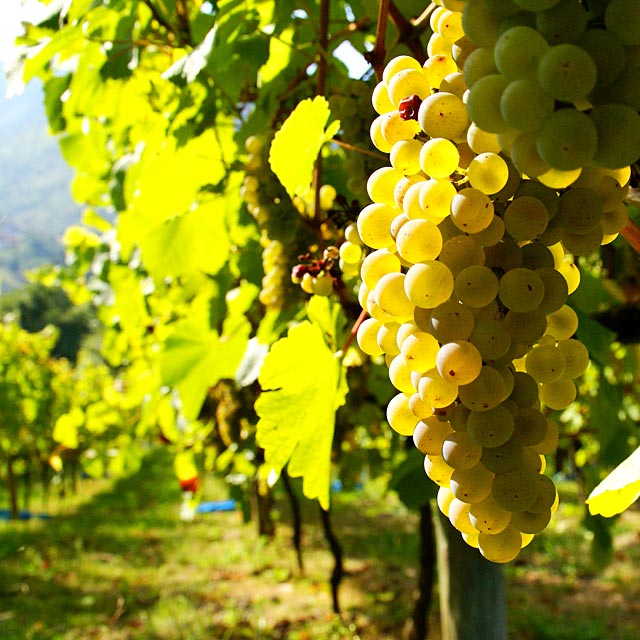 Txakoli vineyard