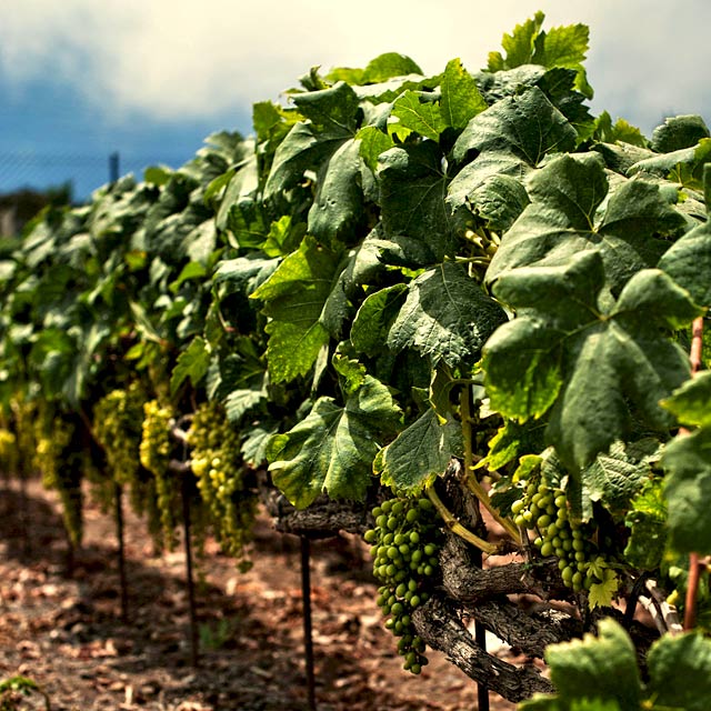 Vignobles à Realejo, Tenerife