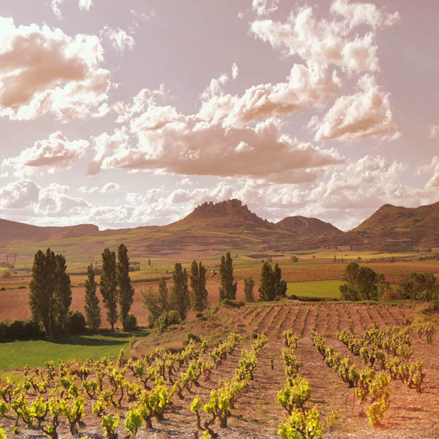 Weinberge in La Rioja Alta