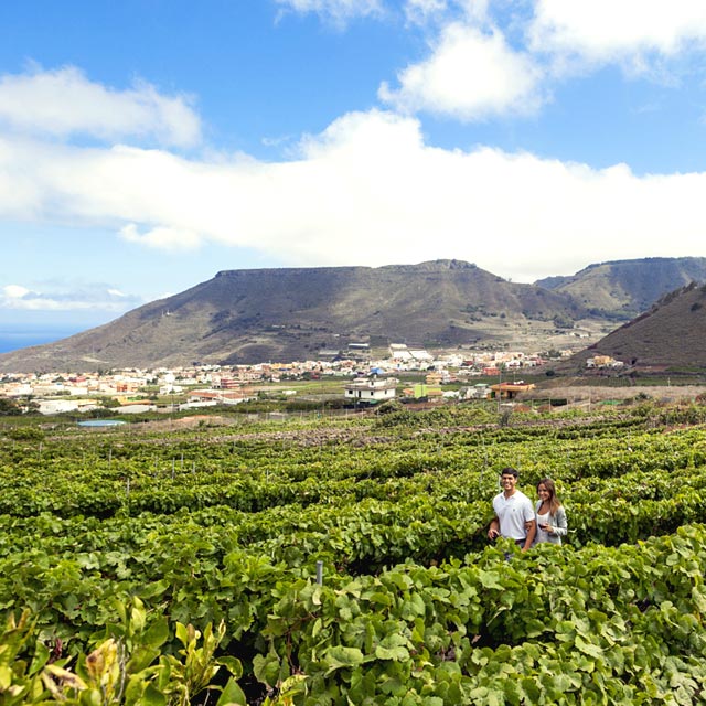 Paar beim Spaziergang durch die Weinberge auf Teneriffa