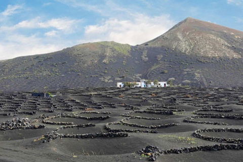 ランサロテ島ラ・ヘリアのクレーターから姿を現すブドウ畑