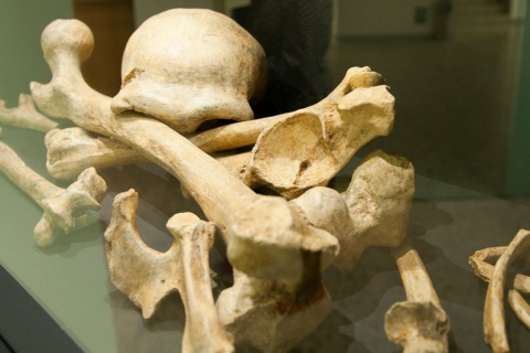 Exposición Neandertales, Museo de la Evolución Humana, Burgos