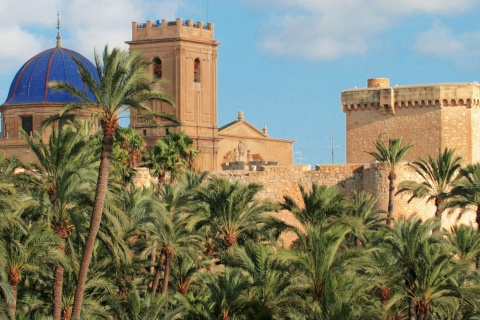 Palmenhain von Elche