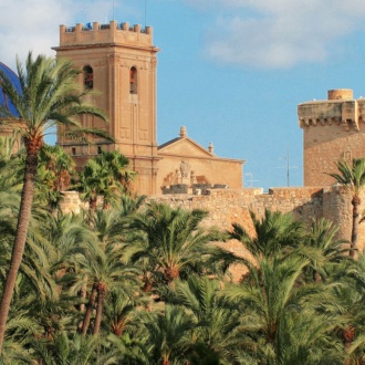 Elche palm grove