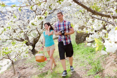 Cherry trees in blossom in the Jerte Valley