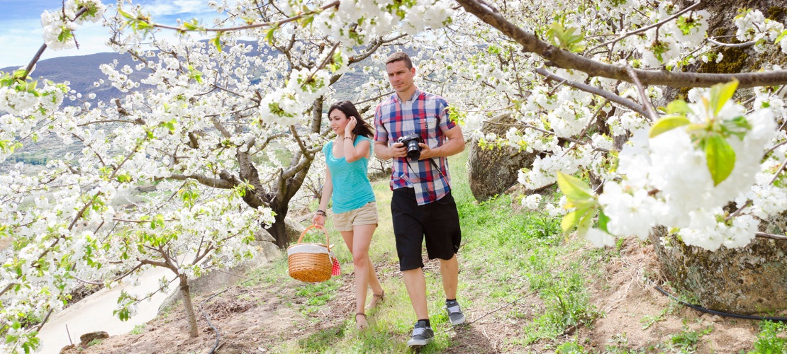 Cherry trees in blossom in the Jerte Valley