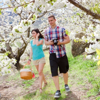 Cherry trees in blossom in the Jerte Valley