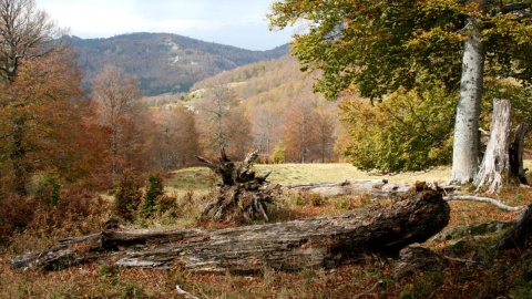 Forêt de Gamueta, Ansó