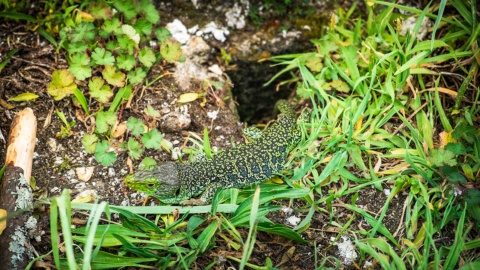 Lagarto Ocelado