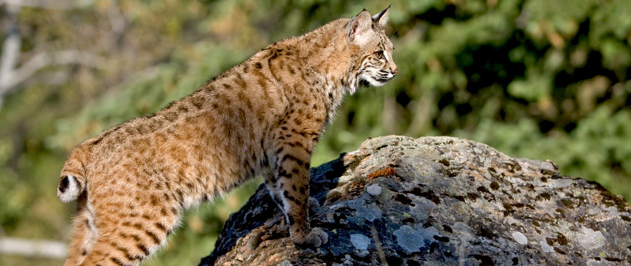 Lince pardina